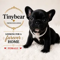 Matilda, a female French Bulldog for sale in Islip Terrace, NY – 1 of 8