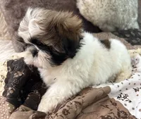 James, a male Shih Tzu for sale in Islip Terrace, NY – 5 of 10