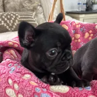 Matilda, a female French Bulldog for sale in Islip Terrace, NY – 7 of 8