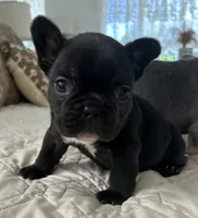 Matilda, a female French Bulldog for sale in Islip Terrace, NY – 5 of 8