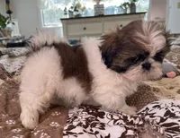 James, a male Shih Tzu for sale in Islip Terrace, NY – 4 of 10
