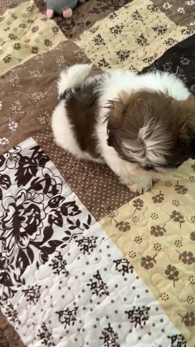 James, a male Shih Tzu for sale in Islip Terrace, NY – 9 of 10