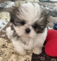 Pickles, a female Shih Tzu for sale in Islip Terrace, NY – 8 of 10