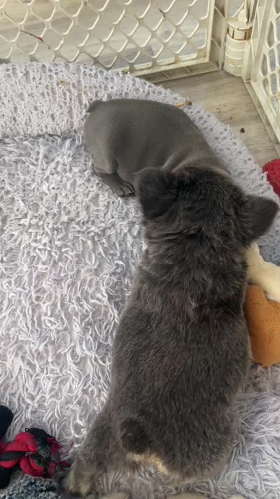 Luke, a male French Bulldog for sale in Islip Terrace, NY – 8 of 8