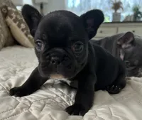 Matilda, a female French Bulldog for sale in Islip Terrace, NY – 3 of 8