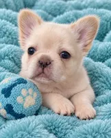Blake, a male French Bulldog for sale in Islip Terrace, NY – 1 of 10
