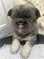 JOLENE, a female French Bulldog for sale in Islip Terrace, NY – 2 of 8