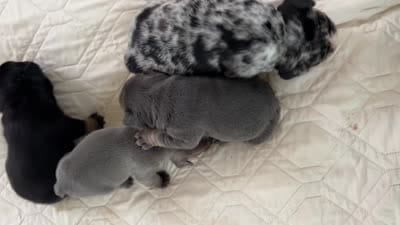 Luke, a male French Bulldog for sale in Islip Terrace, NY – 5 of 6