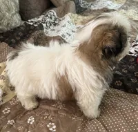 Pickles, a female Shih Tzu for sale in Islip Terrace, NY – 3 of 10