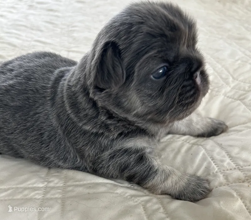 JOLENE – French Bulldog puppy for sale in Islip Terrace, NY