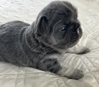 JOLENE, a female French Bulldog for sale in Islip Terrace, NY – 1 of 8