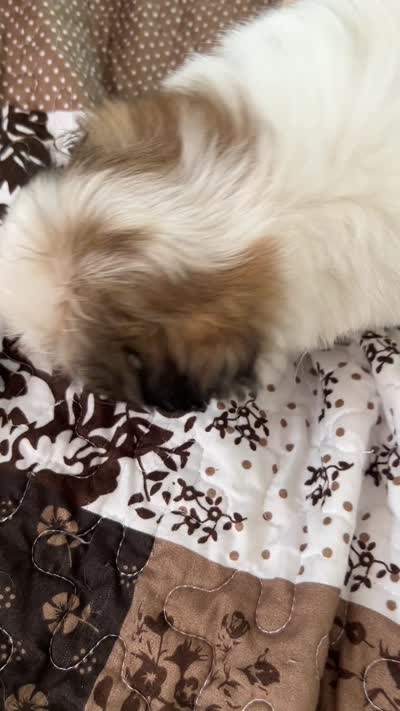 Pickles, a female Shih Tzu for sale in Islip Terrace, NY – 10 of 10