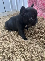 Matilda, a female French Bulldog for sale in Islip Terrace, NY – 6 of 8