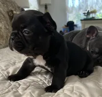 Matilda, a female French Bulldog for sale in Islip Terrace, NY – 4 of 8