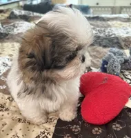 Pickles, a female Shih Tzu for sale in Islip Terrace, NY – 6 of 10