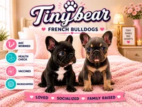 Matilda, a female French Bulldog for sale in Islip Terrace, NY – 2 of 8
