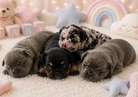 Bruno, a male French Bulldog for sale in Islip Terrace, NY – 4 of 9