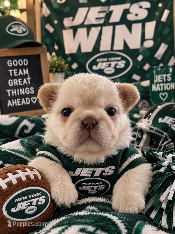 Blake – French Bulldog puppy for sale in Islip Terrace, NY