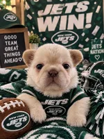 Blake, a male French Bulldog for sale in Islip Terrace, NY – 3 of 10