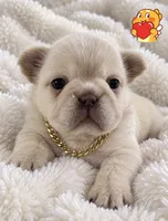 Blake, a male French Bulldog for sale in Islip Terrace, NY – 2 of 10