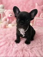 Matilda, a female French Bulldog for sale in Islip Terrace, NY – 8 of 8