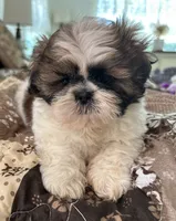 James, a male Shih Tzu for sale in Islip Terrace, NY – 6 of 10