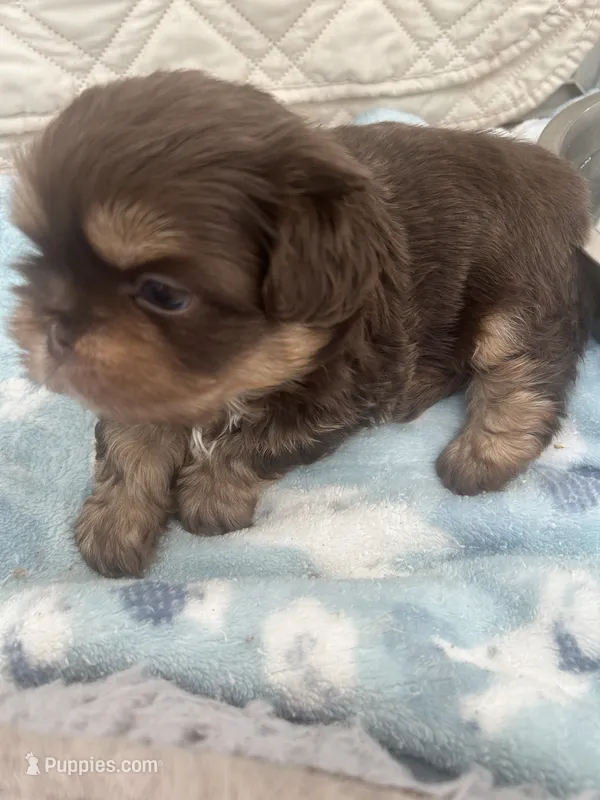 Garth – French Bulldog puppy for sale in Islip Terrace, NY