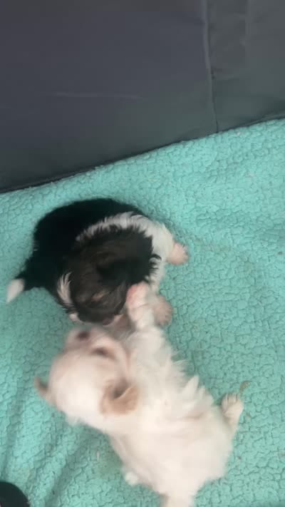 Polar Bear, a male Shih Tzu for sale in Islip Terrace, NY – 1 of 1