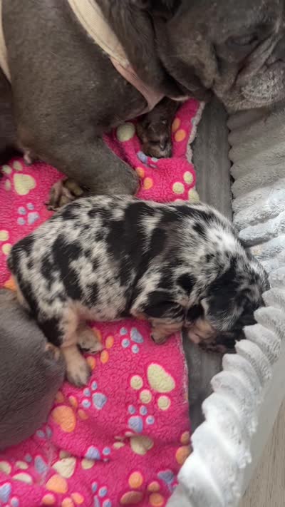 Dolly, a female French Bulldog for sale in Islip Terrace, NY – 9 of 9