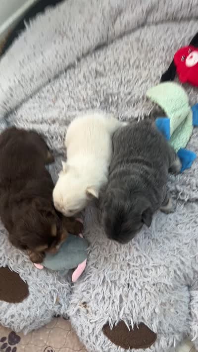 Garth, a male French Bulldog for sale in Islip Terrace, NY – 2 of 9
