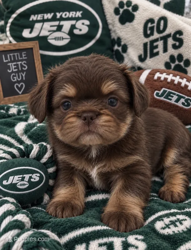 Garth – French Bulldog puppy for sale in Islip Terrace, NY