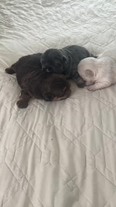 JOLENE, a female French Bulldog for sale in Islip Terrace, NY – 7 of 8