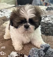 James, a male Shih Tzu for sale in Islip Terrace, NY – 2 of 10