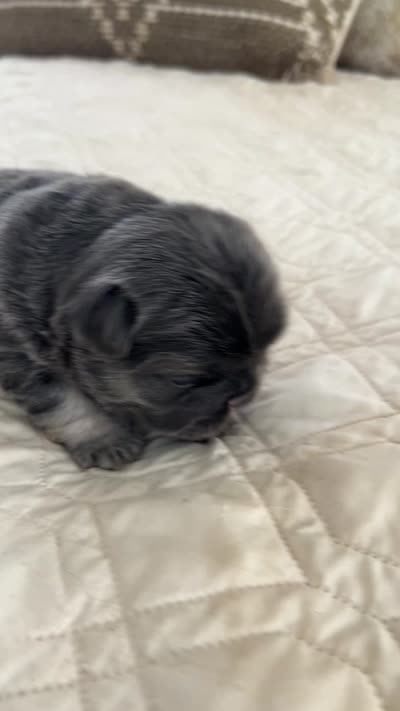 JOLENE, a female French Bulldog for sale in Islip Terrace, NY – 6 of 8