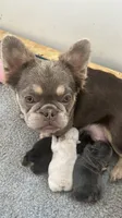 Garth, a male French Bulldog for sale in Islip Terrace, NY – 8 of 9