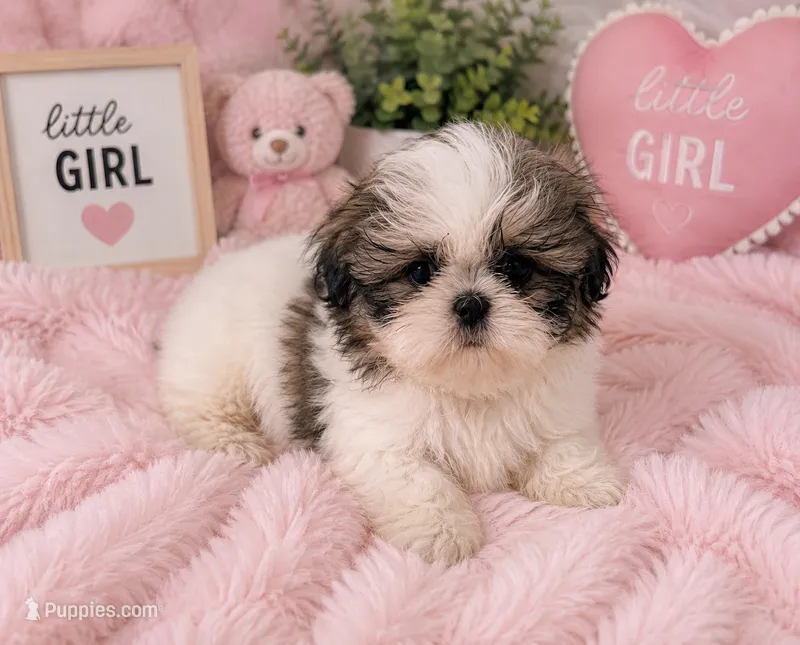 Pickles – Shih Tzu puppy for sale in Islip Terrace, NY