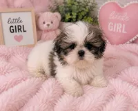 Pickles, a female Shih Tzu for sale in Islip Terrace, NY – 1 of 10