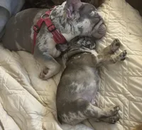 Griffin, a male French Bulldog for sale in Islip Terrace, NY – Photo 5 of 5