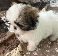 Pickles, a female Shih Tzu for sale in Islip Terrace, NY – 4 of 10