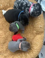 Bruno, a male French Bulldog for sale in Islip Terrace, NY – 6 of 9
