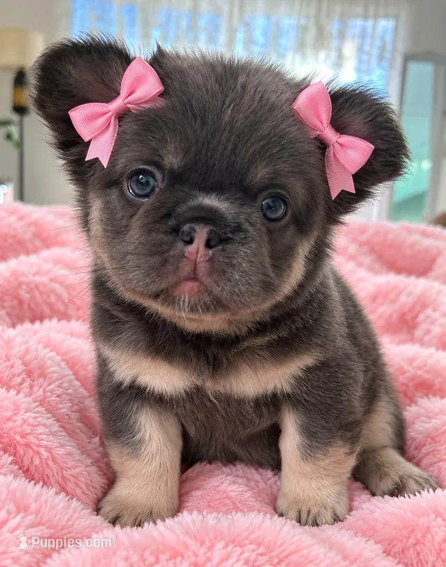 JOLENE – French Bulldog puppy for sale in Islip Terrace, NY