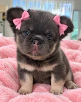 JOLENE, a female French Bulldog for sale in Islip Terrace, NY – 1 of 10