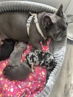Bruno, a male French Bulldog for sale in Islip Terrace, NY – 3 of 9