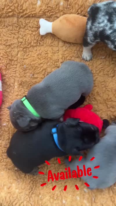Bruno, a male French Bulldog for sale in Islip Terrace, NY – 8 of 9