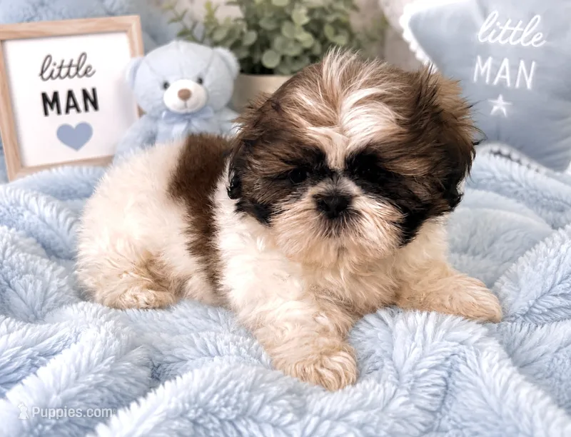 James – Shih Tzu puppy for sale in Islip Terrace, NY