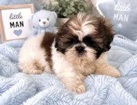 James, a male Shih Tzu for sale in Islip Terrace, NY – 1 of 10