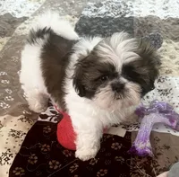 James, a male Shih Tzu for sale in Islip Terrace, NY – 3 of 10