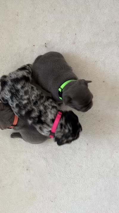 Bruno, a male French Bulldog for sale in Islip Terrace, NY – 7 of 9