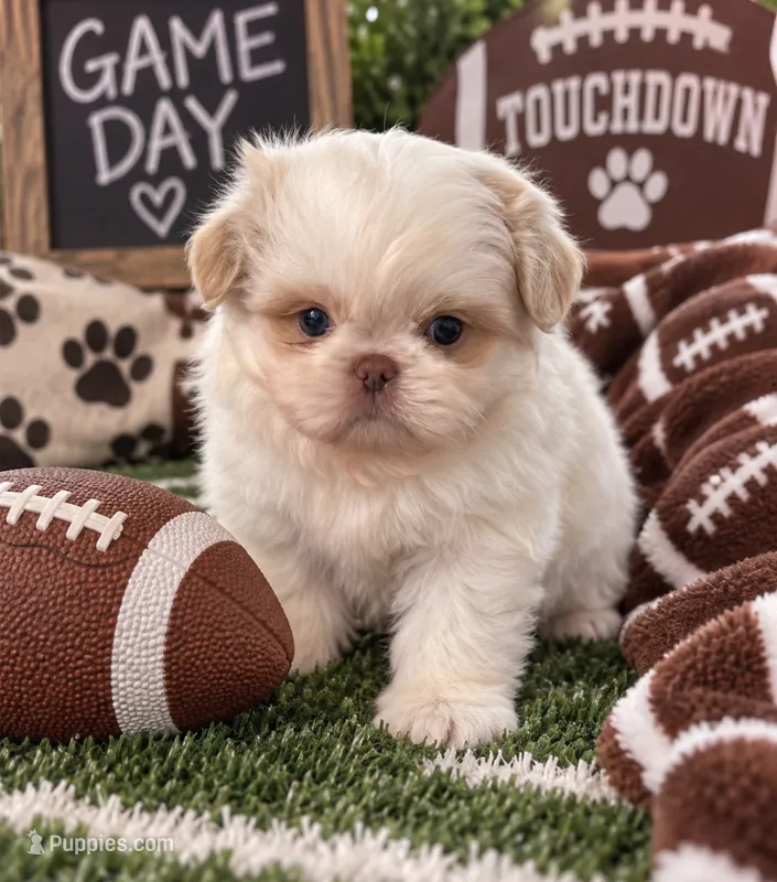 Polar Bear – Shih Tzu puppy for sale in Islip Terrace, NY