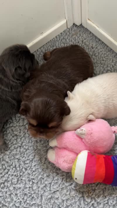 Blake, a male French Bulldog for sale in Islip Terrace, NY – 6 of 8